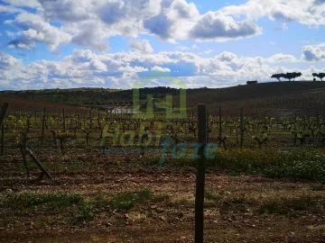 Quinta para Venda em Reguengos de Monsaraz