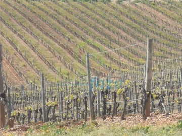 Quinta para Venda em Reguengos de Monsaraz