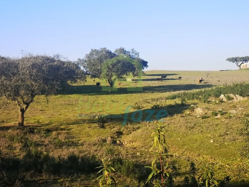 Quinta T8 para Venda em Terena (São Pedro) Foto 4