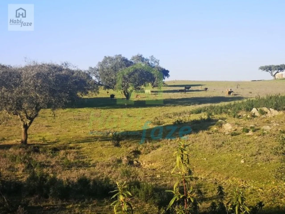 Quinta T8 para Venda em Terena (São Pedro) Foto 11