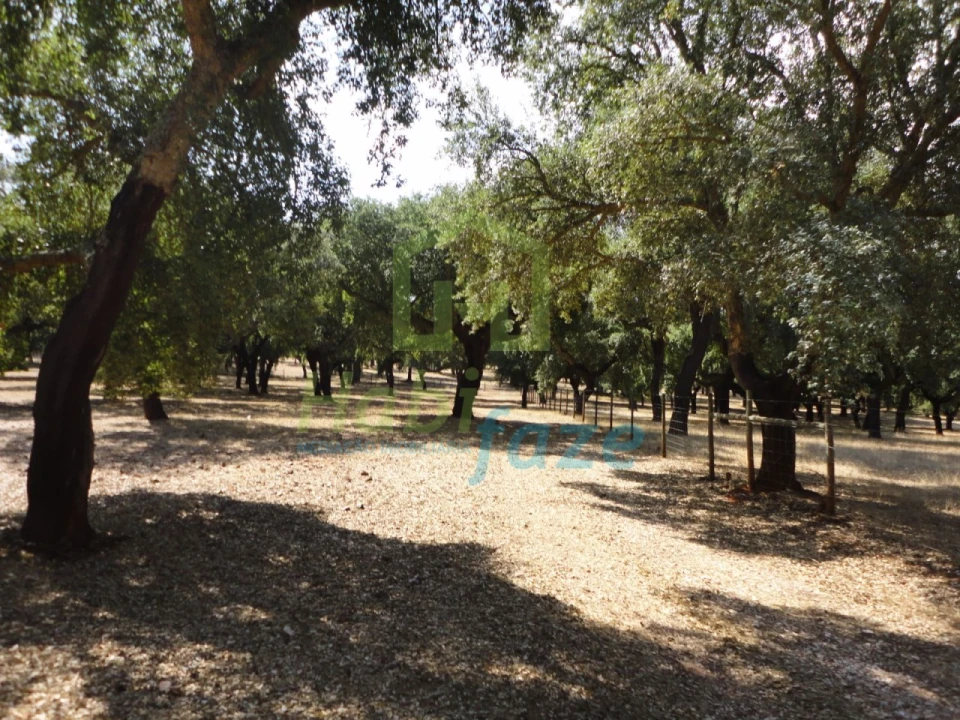 Quinta T6 para Venda em São Lourenço de Mamporcão e São Bento de Ana Loura Foto 6
