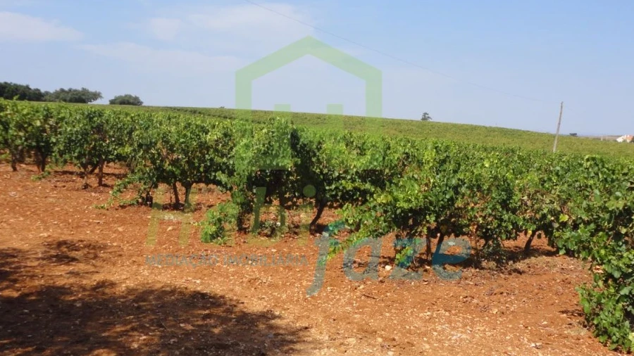 Quinta T6 para Venda em São Lourenço de Mamporcão e São Bento de Ana Loura