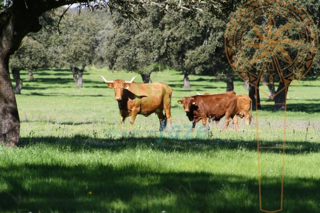 Quinta para Venda em Redondo Foto 1