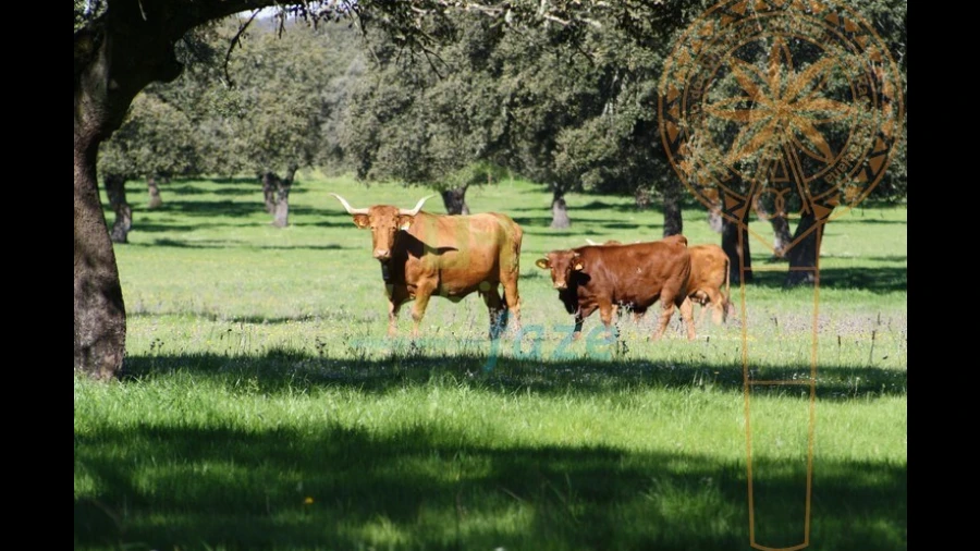 Quinta para Venda em Redondo