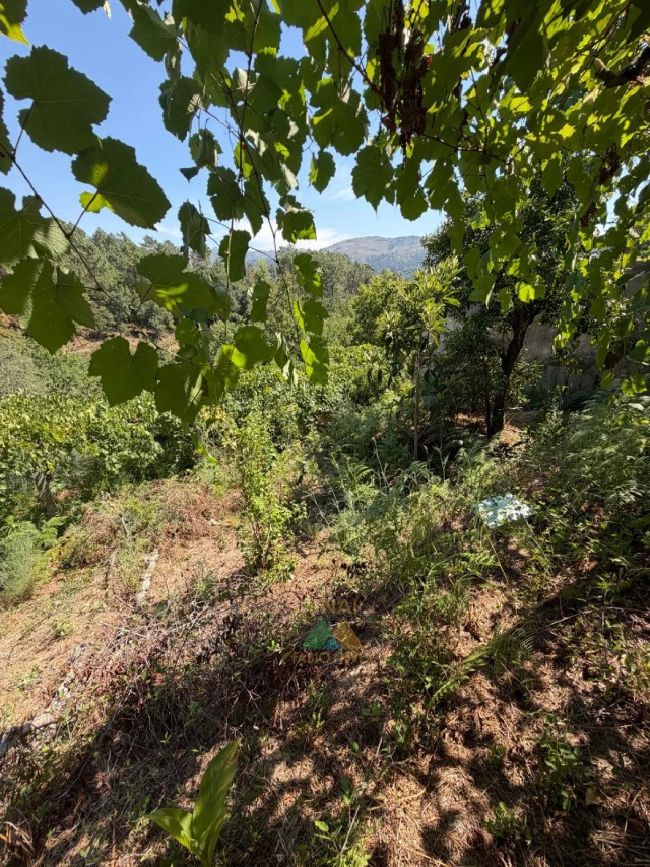 Moradia T2 para Venda em São Jorge e Ermelo Foto 37