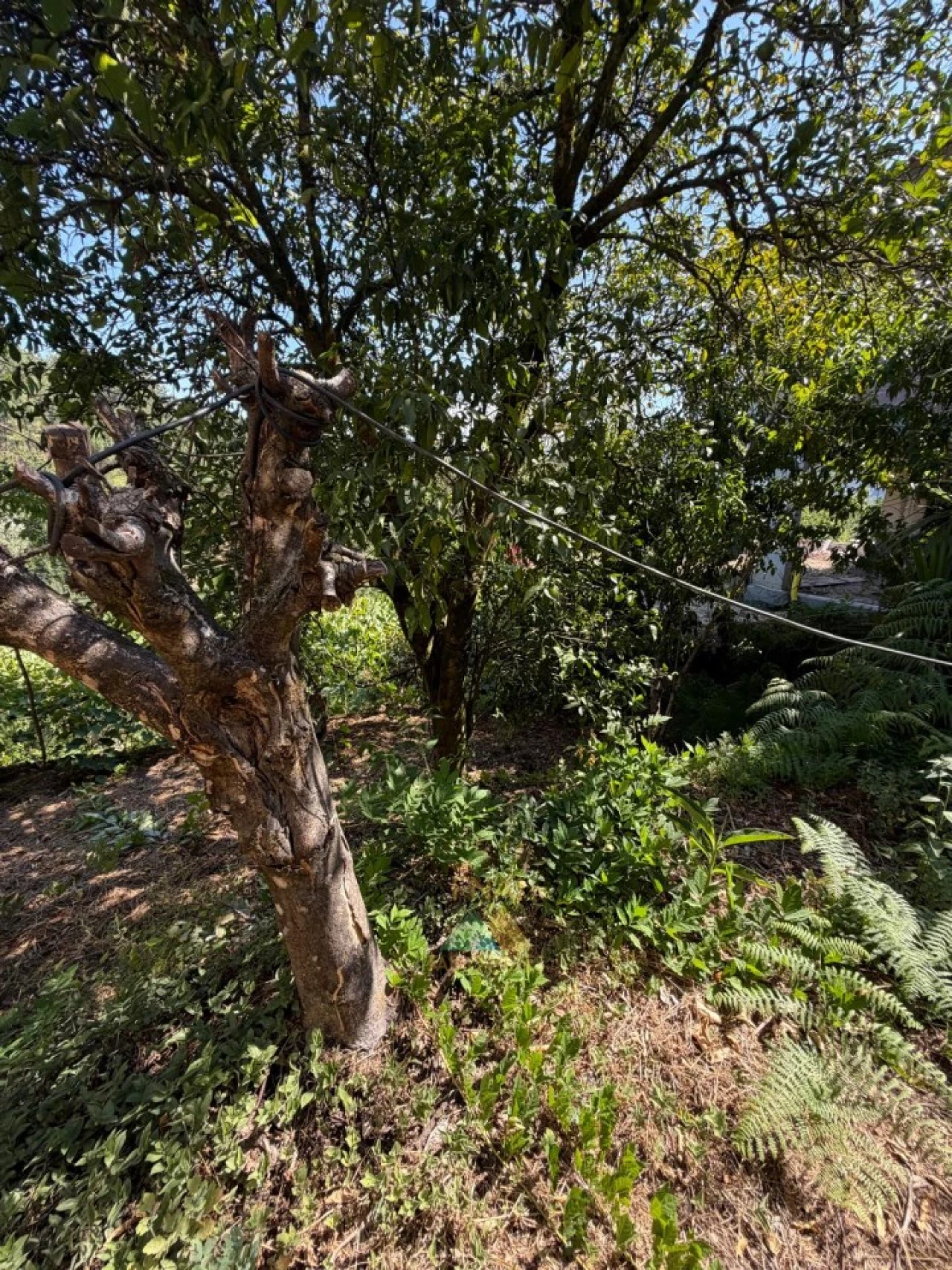 Moradia T2 para Venda em São Jorge e Ermelo Foto 40