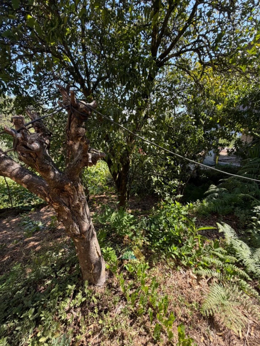 Moradia T2 para Venda em São Jorge e Ermelo Foto 40
