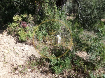 Terreno para Venda em Loule (São Sebastião)
