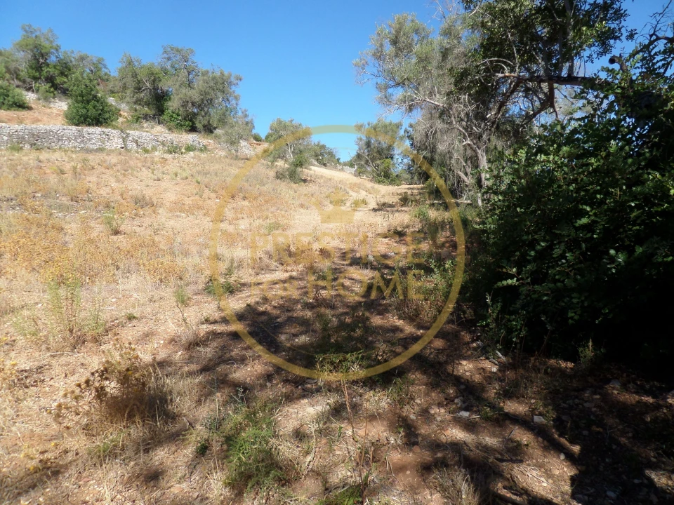 Terreno para Venda em Loule (São Sebastião) Foto 5