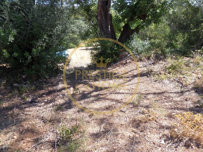 Terreno para Venda em Loule (São Sebastião) Foto 12