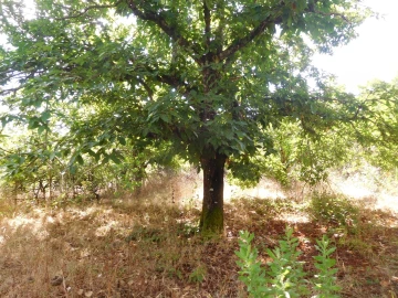 Moradia T3 para Venda em Figueiró dos Vinhos e Bairradas