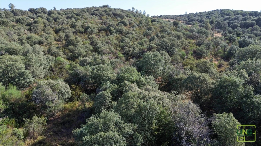 Terreno Agricola ou Rústico para Venda em Aranhas Foto 13