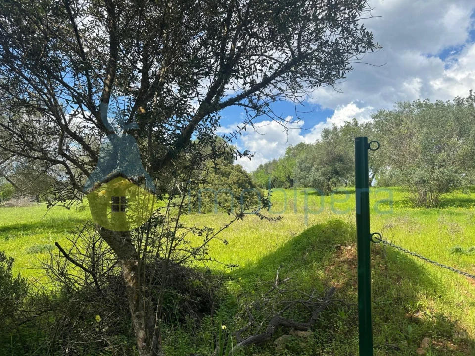 Terreno Agricola ou Rústico para Venda em Paderne Foto 7