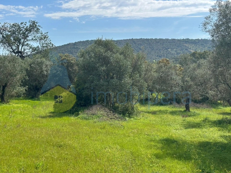 Terreno Agricola ou Rústico para Venda em Paderne Foto 11