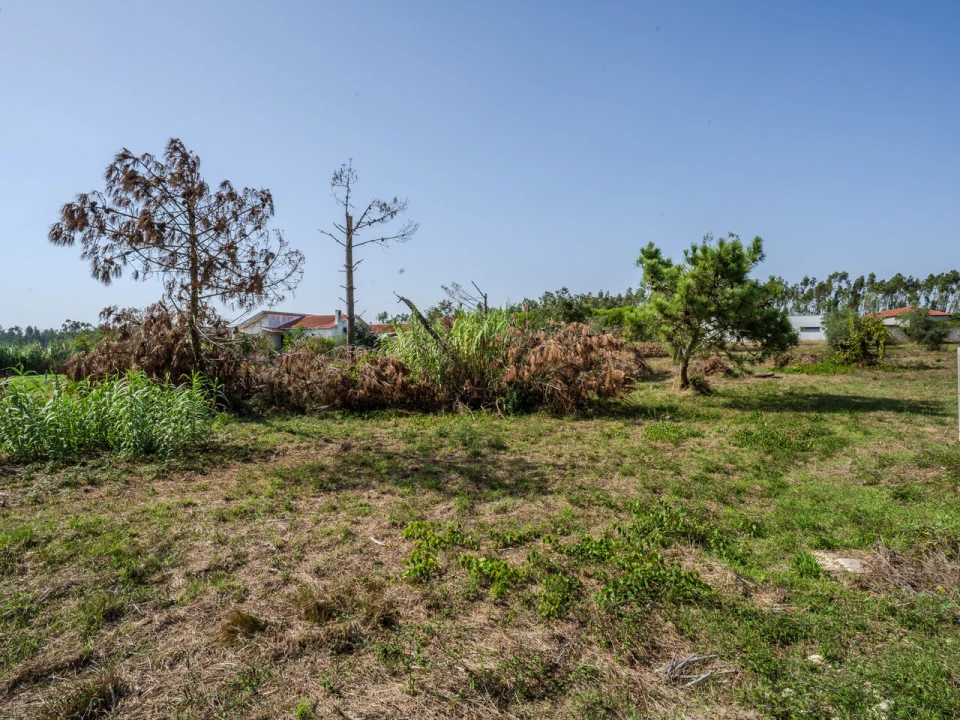 Terreno para Venda em Maceira Foto 4