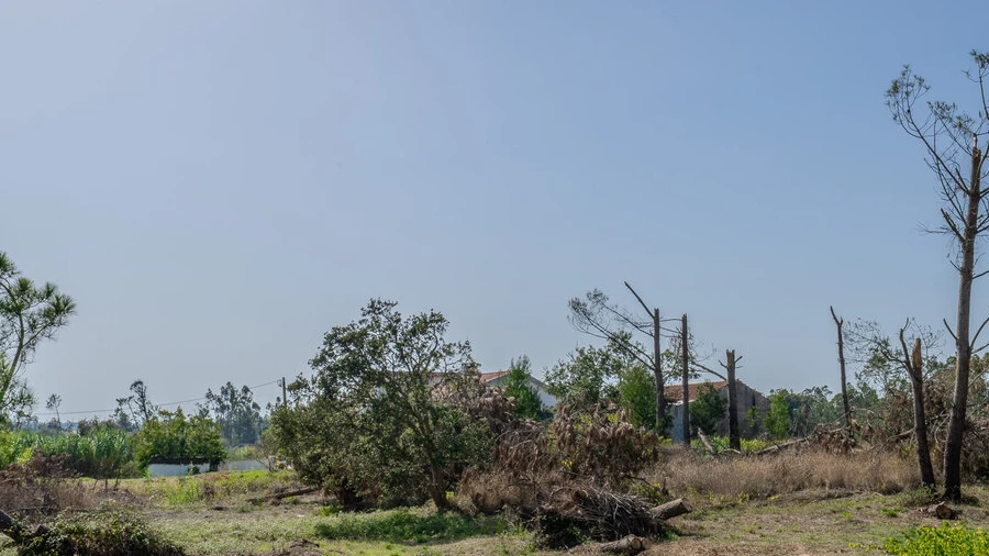 Terreno para Venda em Maceira