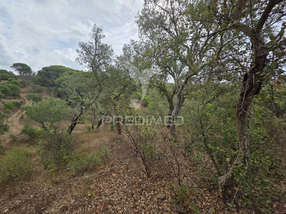 Terreno para Venda em Melides Foto 23