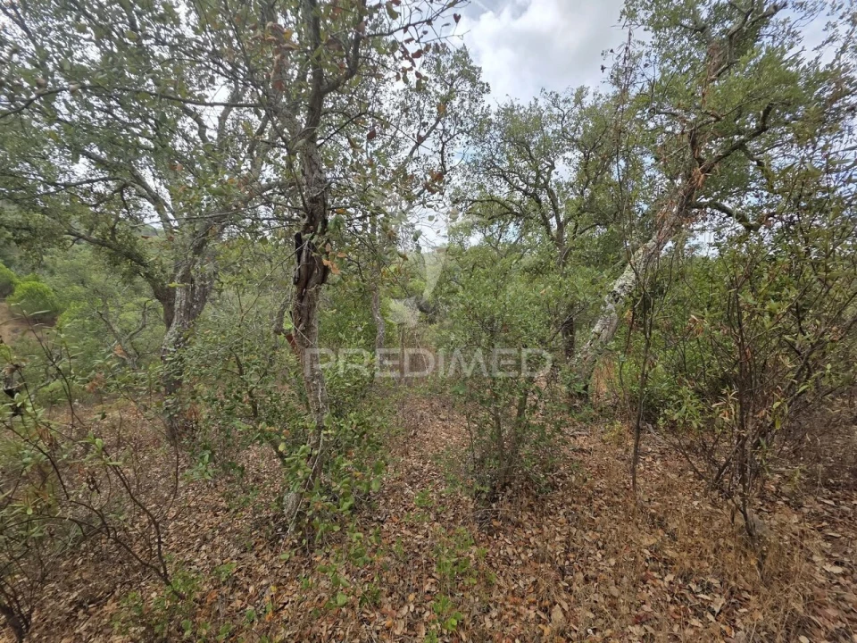Terreno para Venda em Melides Foto 22