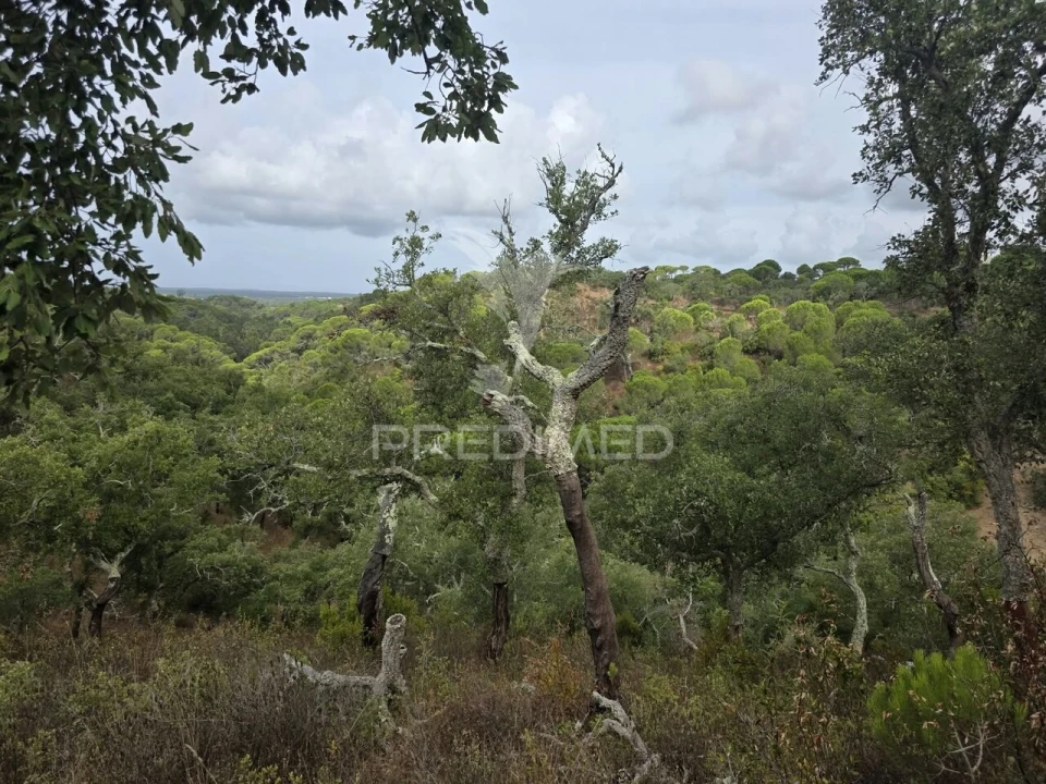 Terreno para Venda em Melides Foto 4