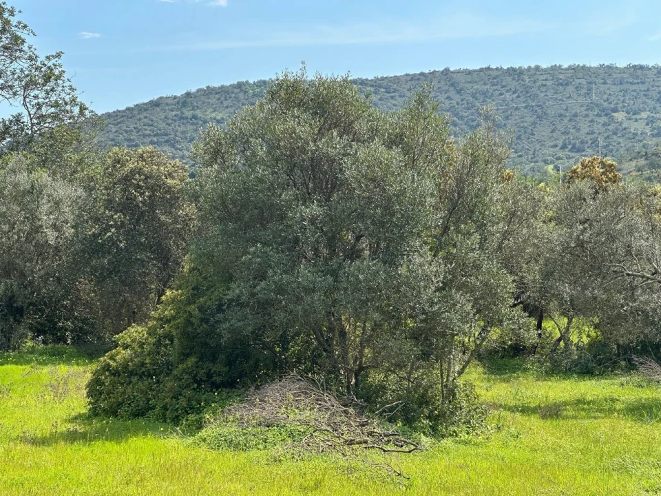 Terreno para Venda em Paderne Foto 6