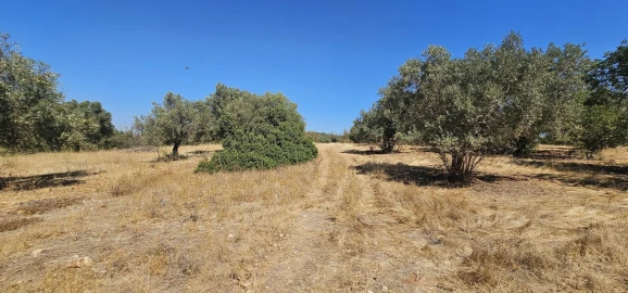 Terreno para Venda em Paderne