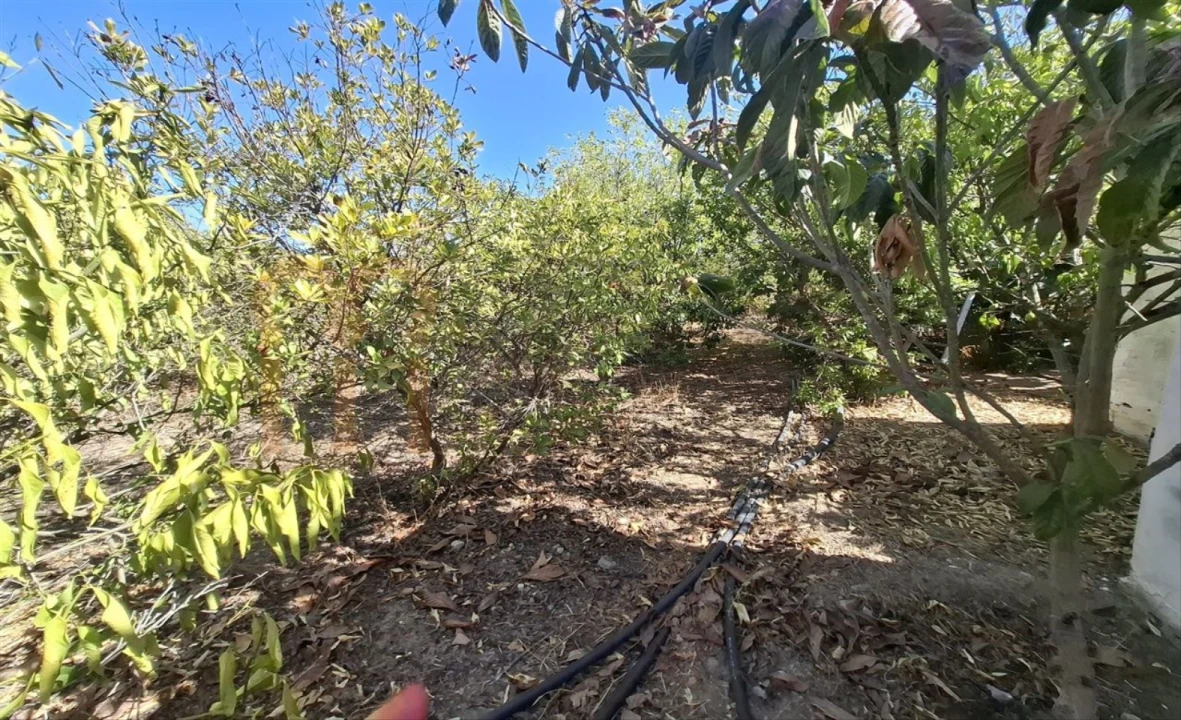 Terreno Agricola ou Rústico para Venda em Entradas Foto 4