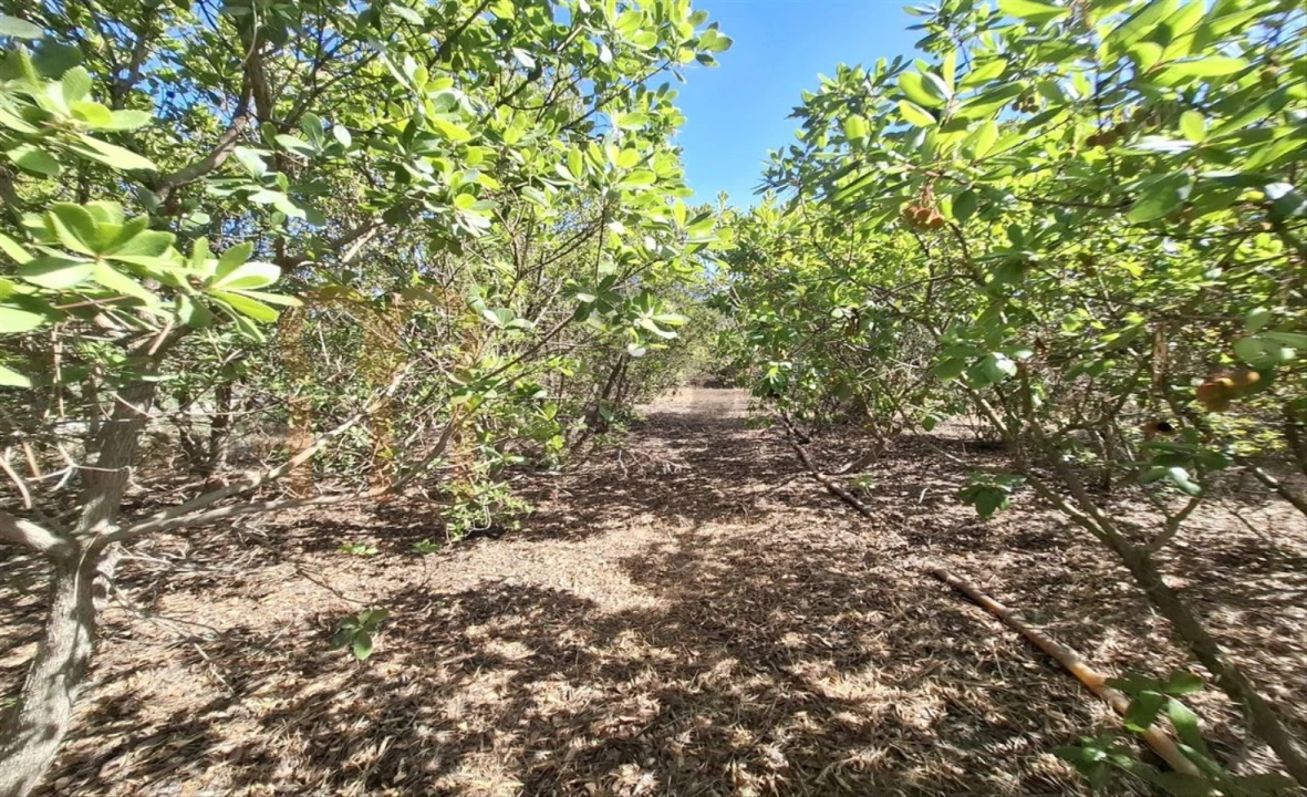 Terreno Agricola ou Rústico para Venda em Entradas Foto 17