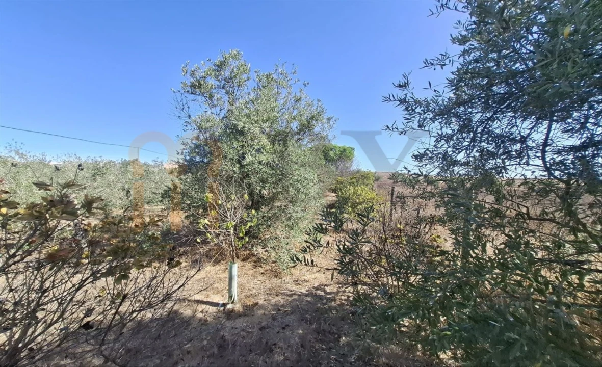 Terreno Agricola ou Rústico para Venda em Entradas Foto 23