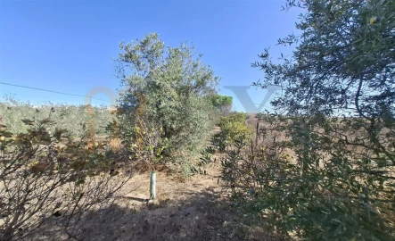Terreno Agricola ou Rústico para Venda em Entradas