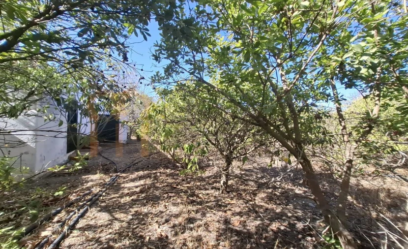 Terreno Agricola ou Rústico para Venda em Entradas Foto 6