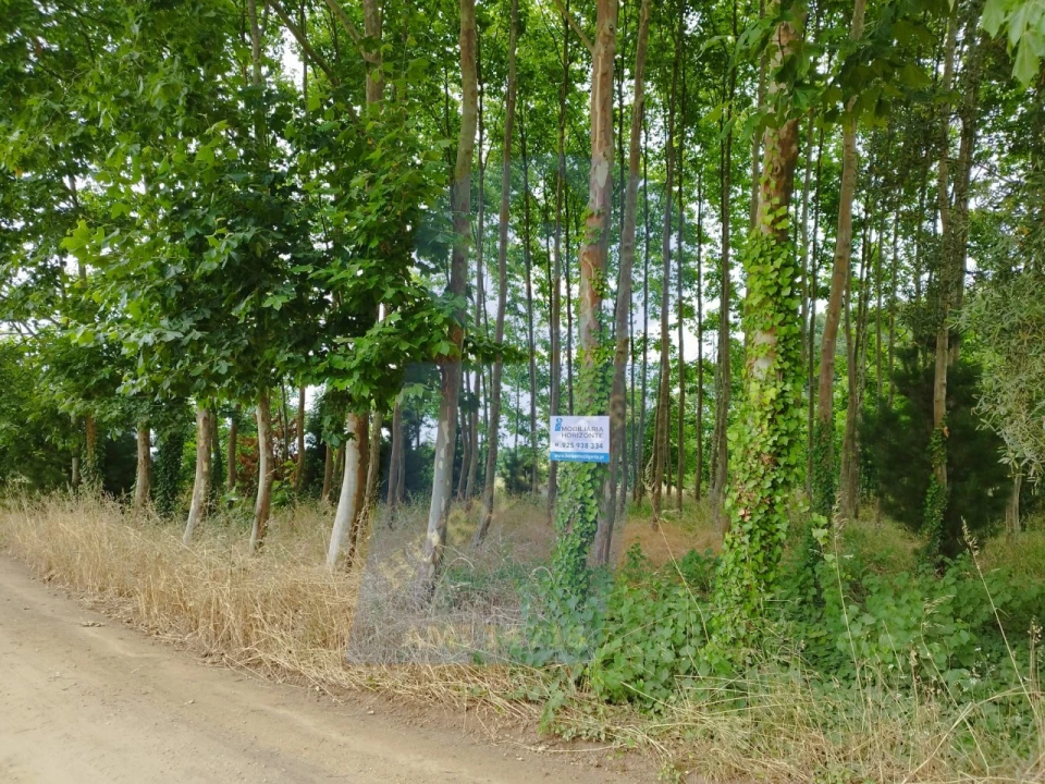 Terreno para Venda em Bustos, Troviscal e Mamarrosa Foto 1
