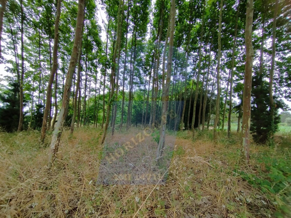 Terreno para Venda em Bustos, Troviscal e Mamarrosa Foto 2