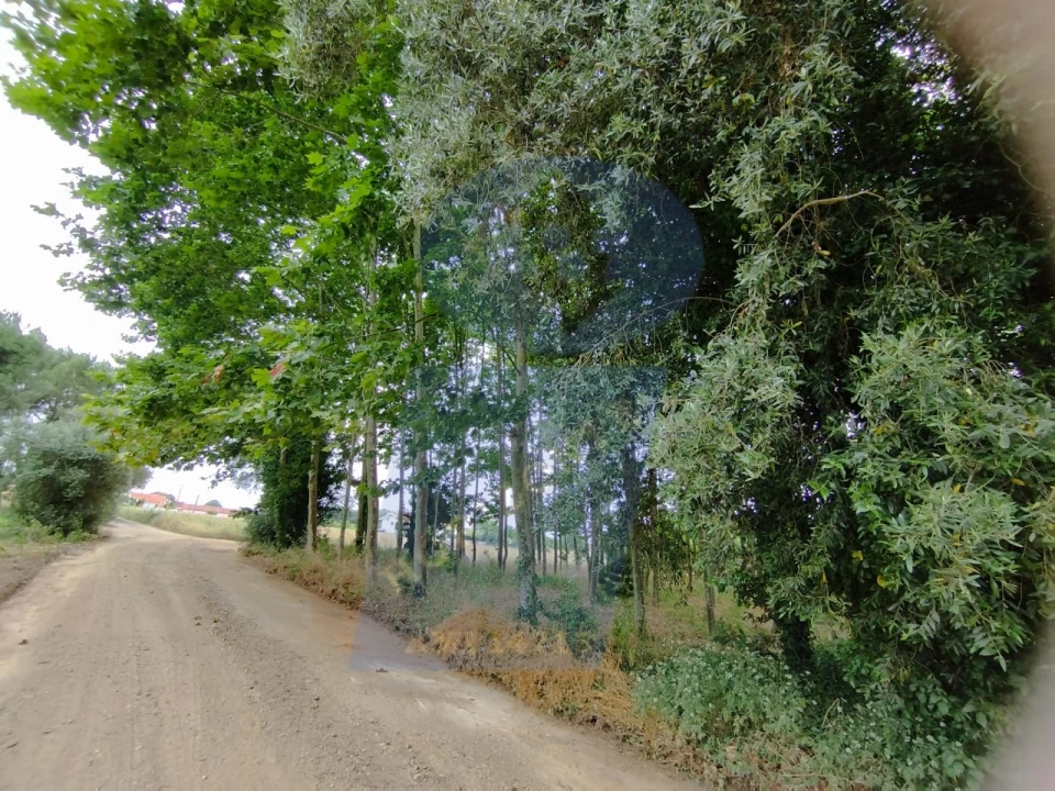 Terreno para Venda em Bustos, Troviscal e Mamarrosa Foto 3
