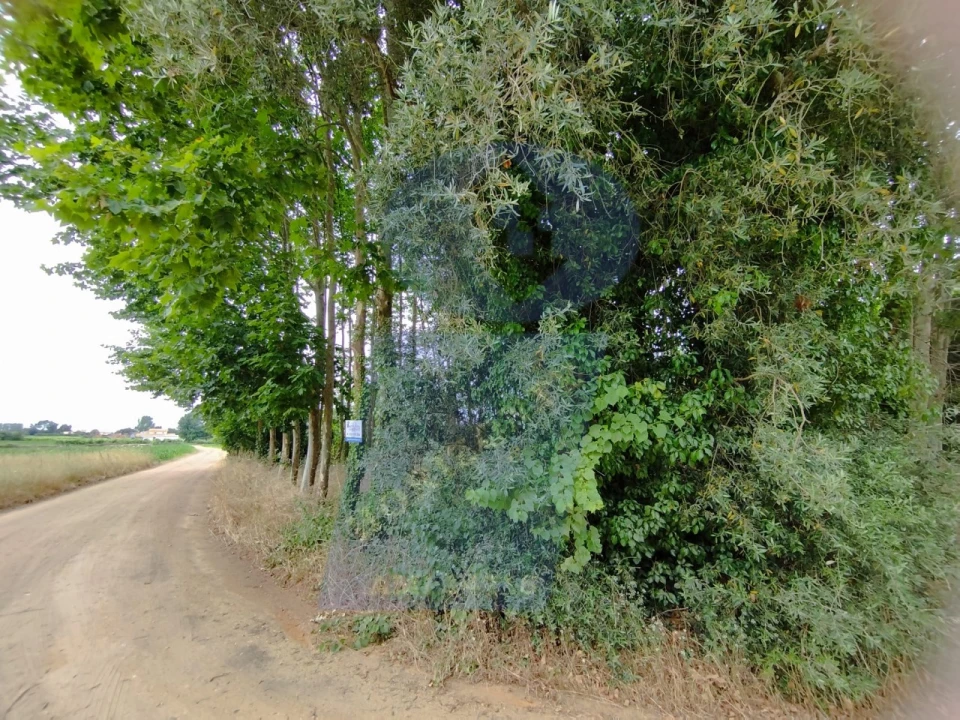 Terreno para Venda em Bustos, Troviscal e Mamarrosa Foto 4