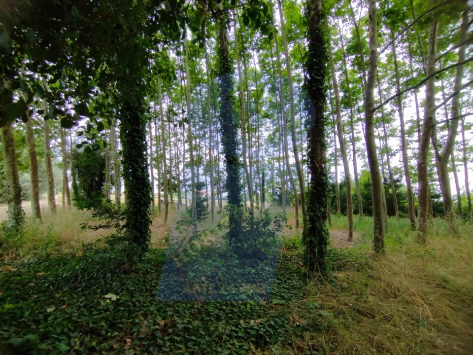 Terreno para Venda em Bustos, Troviscal e Mamarrosa Foto 6