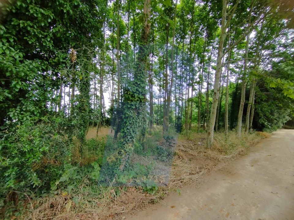Terreno para Venda em Bustos, Troviscal e Mamarrosa Foto 7