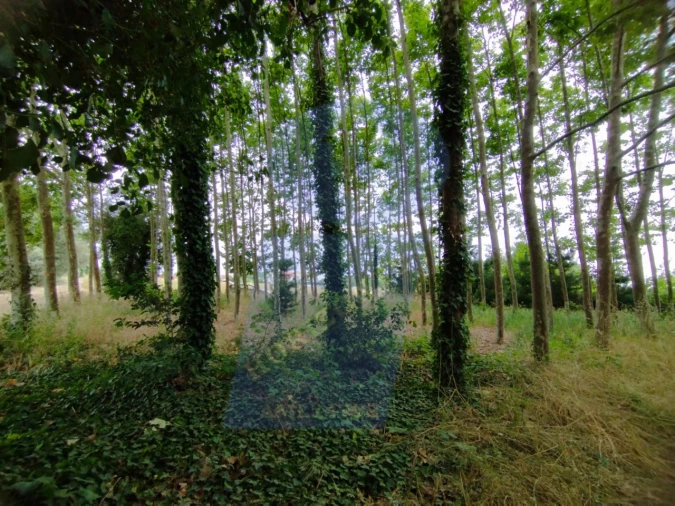 Terreno para Venda em Bustos, Troviscal e Mamarrosa Foto 6