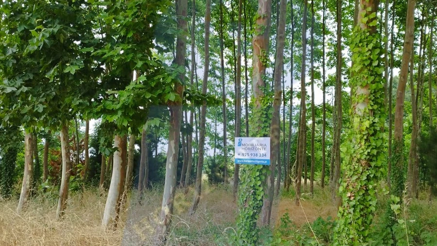 Terreno para Venda em Bustos, Troviscal e Mamarrosa