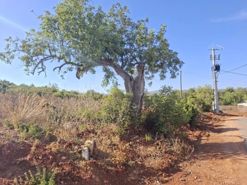 Terreno para Venda em Loule (São Sebastião)