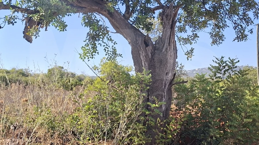Terreno para Venda em Loule (São Sebastião)