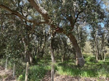 Terreno para Venda em Salvaterra de Magos e Foros de Salvaterra
