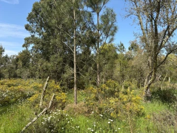 Terreno para Venda em Salvaterra de Magos e Foros de Salvaterra