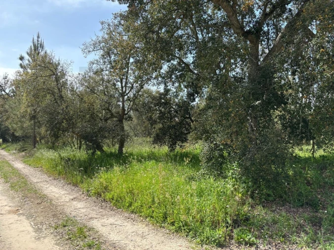 Terreno para Venda em Salvaterra de Magos e Foros de Salvaterra Foto 20