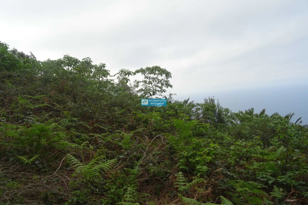 Terreno para Venda em São Jorge Foto 11