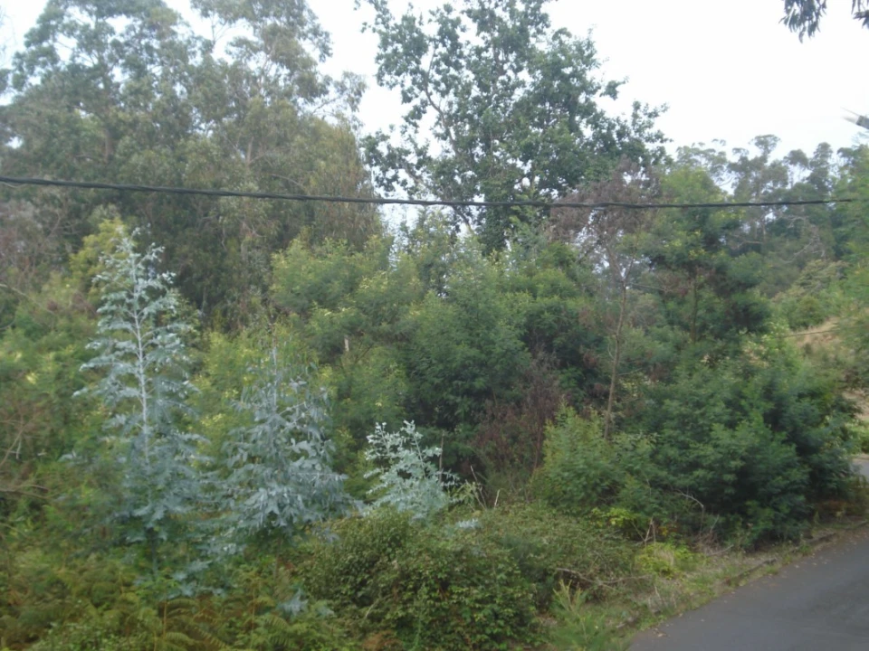Terreno para Venda em São Jorge Foto 2