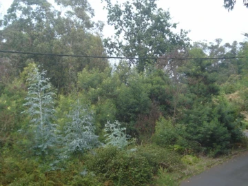 Terreno para Venda em São Jorge