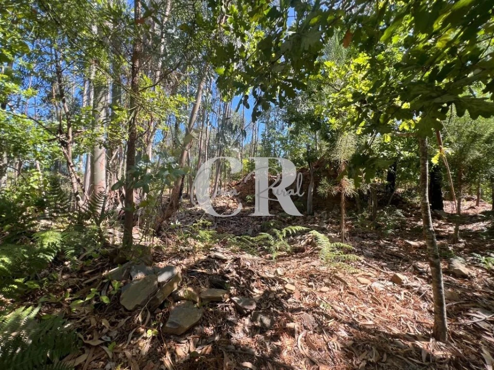 Moradia T2 para Venda em Graça Foto 61