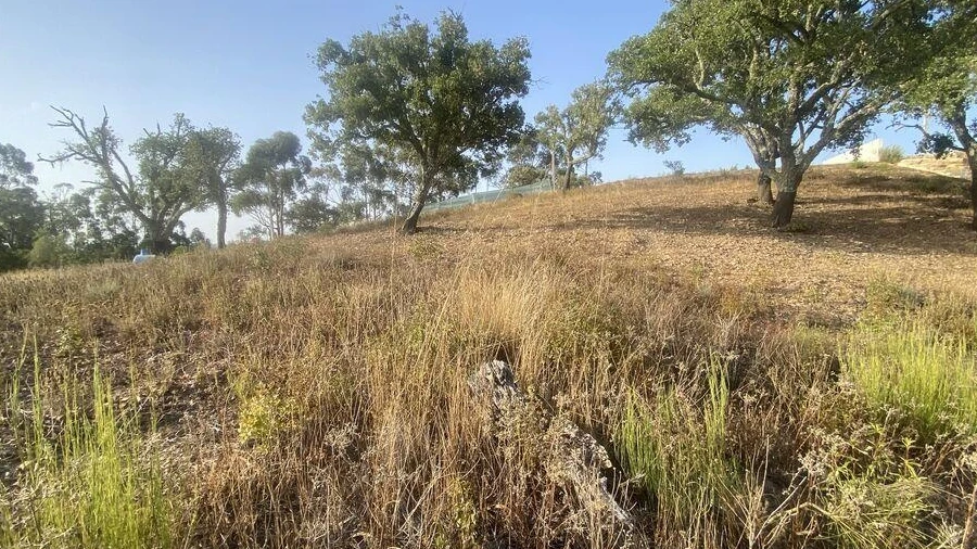 Terreno para Venda em São Brás de Alportel