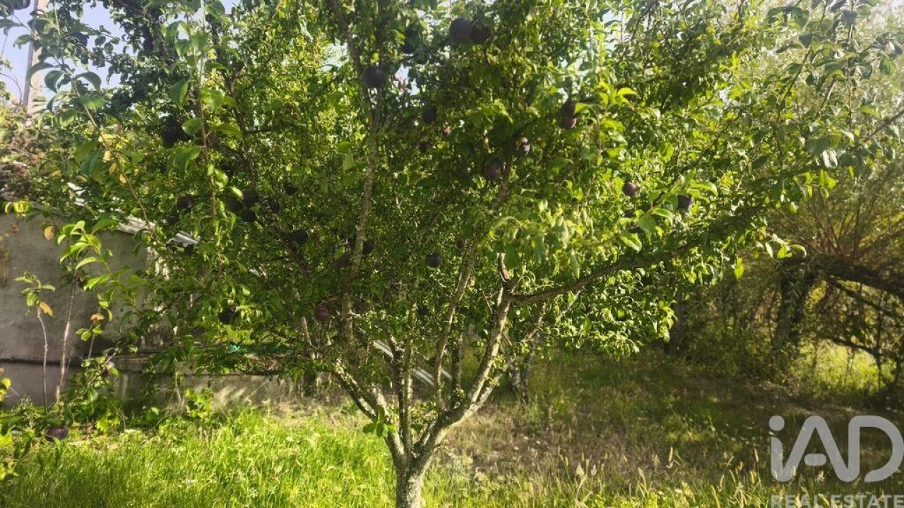 Terreno para Venda em Seixo da Beira Foto 10