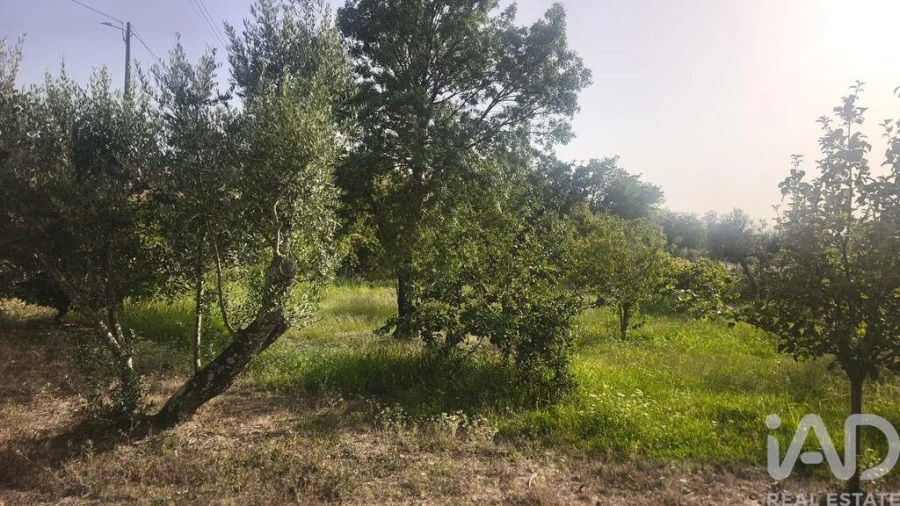 Terreno para Venda em Seixo da Beira Foto 14